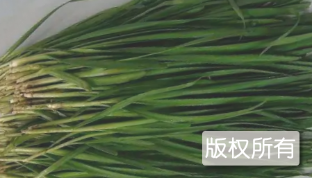 高密夏庄大金钩韭菜