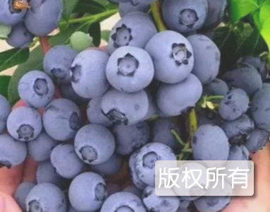伊春蓝莓