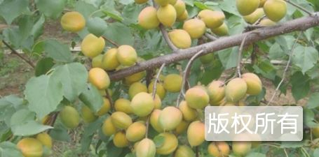 马首仁用杏