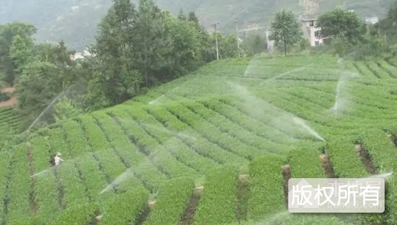 五峰绿茶