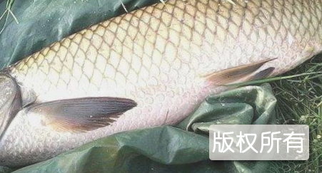 官垌草鱼