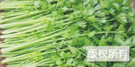 安沟嫩香芹