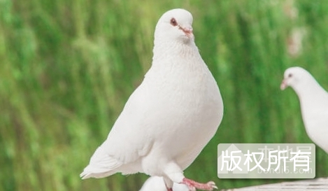 肉鸽