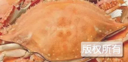 赣榆梭子蟹