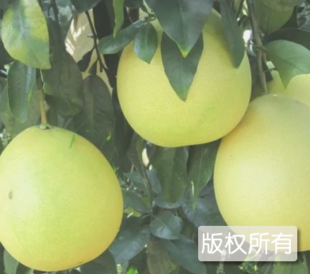 菊花心
