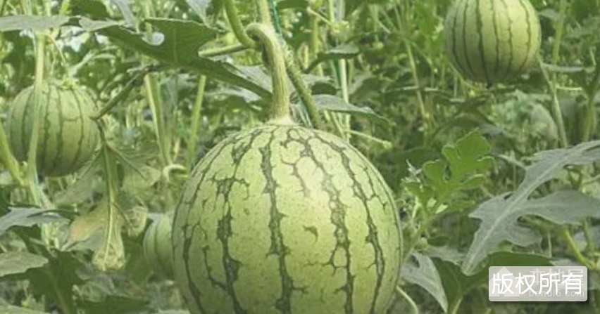 泾河西瓜