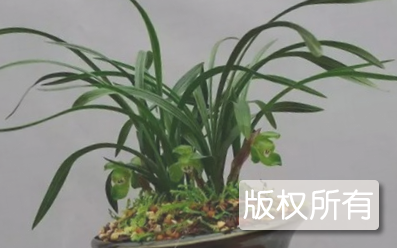绍兴兰花栽培技艺