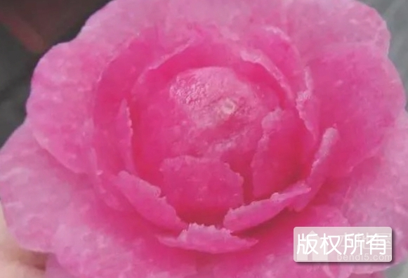 西红门萝卜