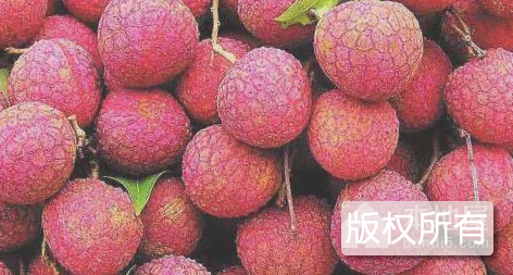 麻园荔枝
