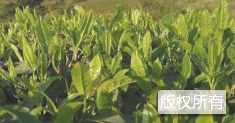 金龙茶