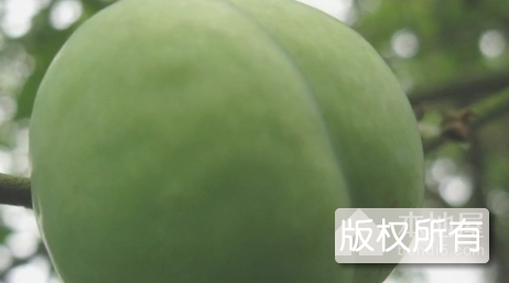 炎陵柰李