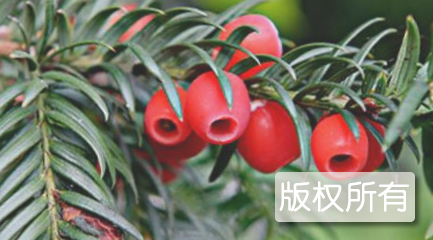 岑溪珍稀植物红豆杉