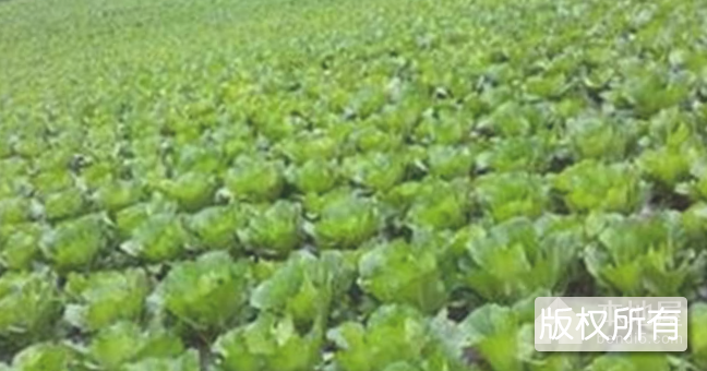 唐王小根白菜