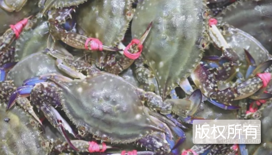 东港梭子蟹