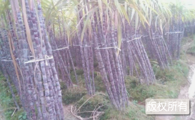 玉林果蔗