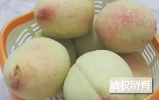 桓仁大白桃