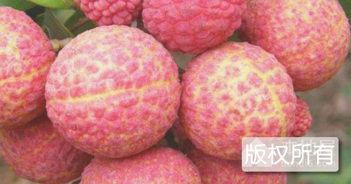 永兴荔枝