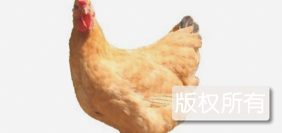 正阳三黄鸡