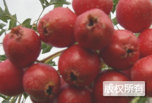晋城红果