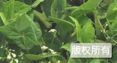 海棠大白芸豆