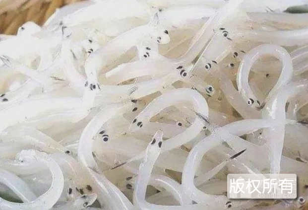 太湖 银鱼