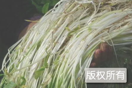金坝芹芽