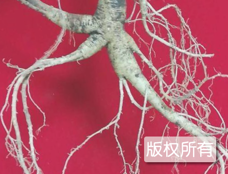 本溪林下参