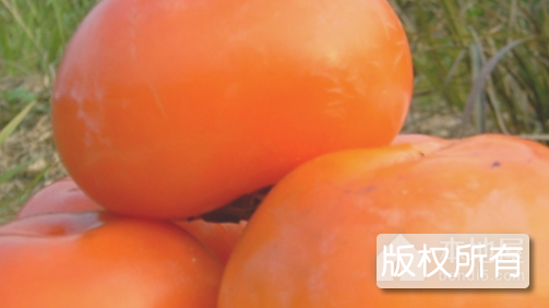 郑湖水柿