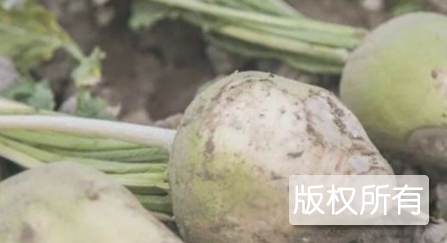 秀山大头菜