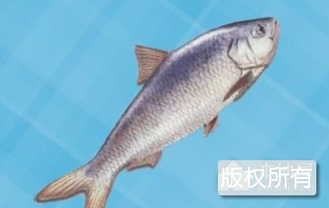 滨州黄河刀鱼