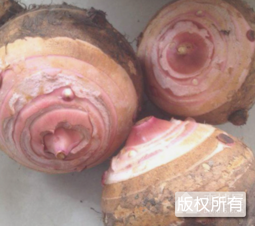 兴化龙香芋