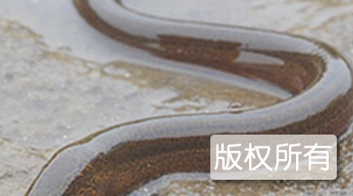 盘龙鳝鱼
