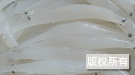 巢湖银鱼