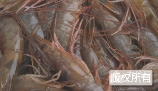日照东方对虾