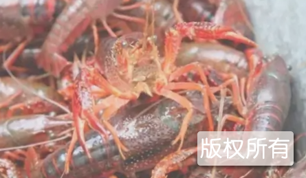 鱼台龙虾