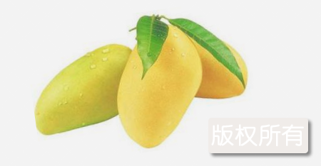 河口吕宋芒
