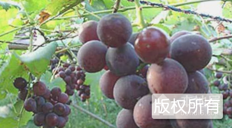 观巢巨峰葡萄