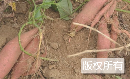 南召红薯