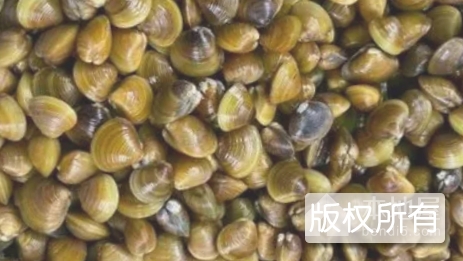 大魁黄沙蚬