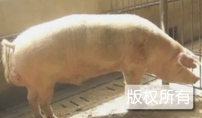 中垌猪