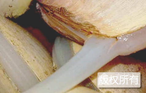 日照西施舌