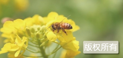 贵南油菜花蜂蜜