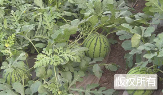 淮阴西瓜