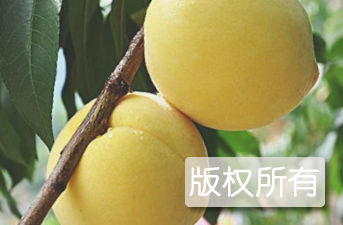 炎陵黄桃
