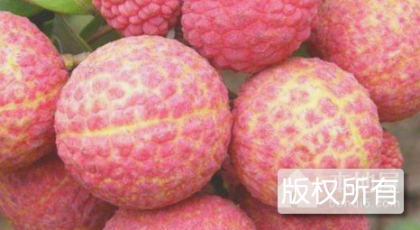 灵山荔枝