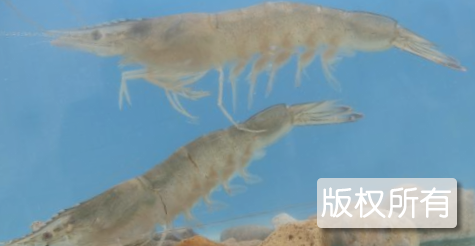 东方对虾