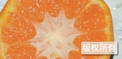 新邵无核椪柑