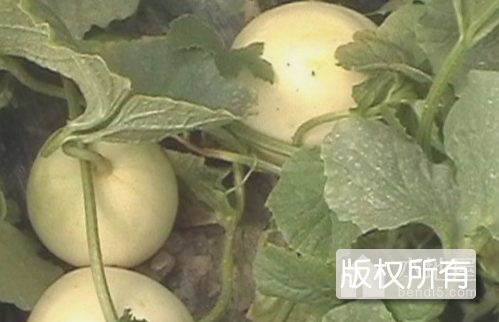 兰西香瓜