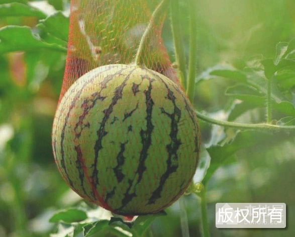 孟津西瓜