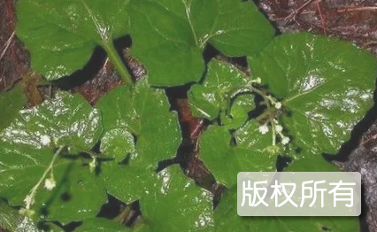 白云寺和尚菜